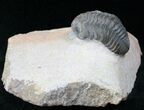 Cute Phacops Trilobite - Foum Zguid, Morocco #12935-2